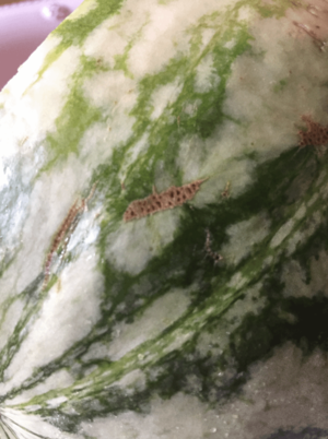king sized melons - When picking out a watermelon look for tiny holes, it's where the bees (who  can tell which ones are sweetest) try to get in. : r/lifehacks