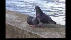 Hd Bird Porn - Pigeon Porn: a graphic short love story between two birds (an ASK filler #6)