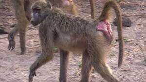 Baboon Sex - Female Baboon Showing Sexual Signs Reproduction Stock Footage Video (100%  Royalty-free) 1008581071 | Shutterstock
