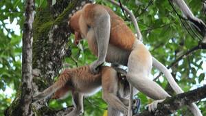 Monkey Sex - Pair Proboscis Monkeys Mating Sex Stock Footage Video (100% Royalty-free)  17502664 | Shutterstock