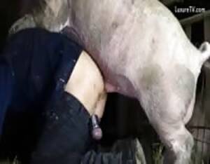 amateur homemade fuck pig - Pig fucks wife - Extreme Porn Video - LuxureTV