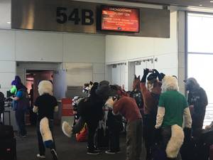 Furry Convention Porn - Apparently booked a business trip on a furry flight. I'm the only non-furry  ...