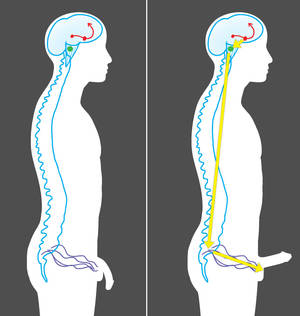 Erectile Dysfunction Sex Porn - brain penis erection signal
