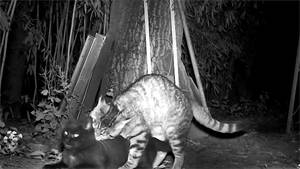 Cats Mating Porn - Feral Cats Mating on Infrared Trail Cam - Pussy Play and 70's Kitty Porn  Music