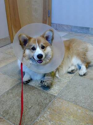 Corgi Porn - I hope hope hope it comes off today! Here I am at the doc! Find this Pin  and more on corgi porn ...