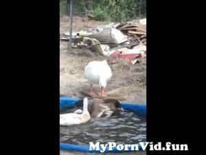 goose orgy - Ducks mating from goose mating orgy Watch Video - MyPornVid.fun
