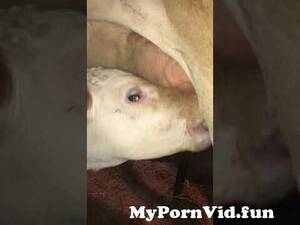 free calf sucking dick - cute calf sucking udder ðŸ˜¯ðŸ™ƒðŸ˜ from calf suck dick Watch Video -  MyPornVid.fun