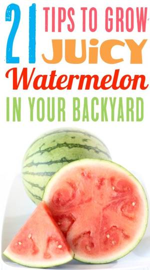 Cherry Tricks Porn Movie - Watermelon Growing Tips for Your Best Melons Ever! Easy Expert Gardening  Tricks You'll