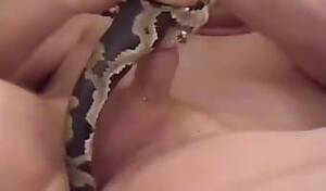 Man Fucks Female Snake - Man Fucks Snake Porn | Sex Pictures Pass