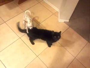 Cats Mating Porn - Dog and cat porn