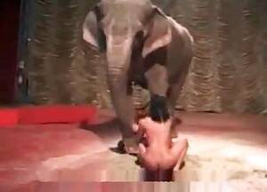 Elephant Sex With Girl - Elephants Videos / Anal Zoofilia / Most popular Page 1