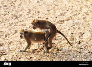 Monkeys Mating With Humans Sex - Monkey, mating monkeys, small monkeys, monkeys having sex Stock Photo -  Alamy