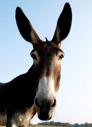 Mule - 