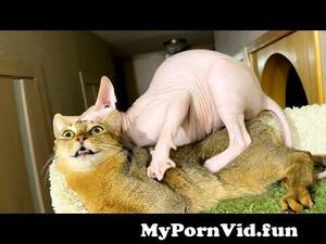 Cats Having Sex Porn - Watch This Fascinating Cat Mating Ritual! |cat sex from catne sex Watch  Video - MyPornVid.fun