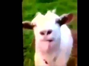 Goat Sex Girls Porn - 