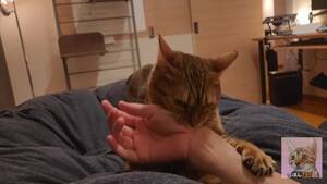 Cute Cat Porn - Spend The Night In Bed With A Cute Cat Like Sprigatito - xxx Mobile Porno  Videos & Movies - iPornTV.Net