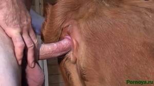 Cow Fucking Porn - Zoophile fucks a cow download HD Â» Download zoo porno videos mp4 and free  online