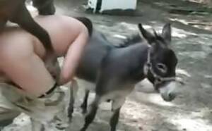 Donkey Bestiality Porn - Video of bestiality with donkeys Â» Download zoo porno videos mp4 and free  online