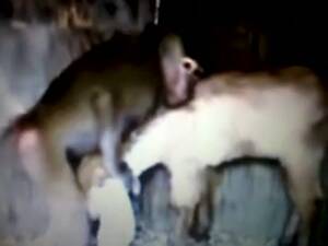 Man Fucks Monkey - Rare zoo fetish video footage featuring a rogue monkey trying to fuck an  innocent deer - LuxureTV