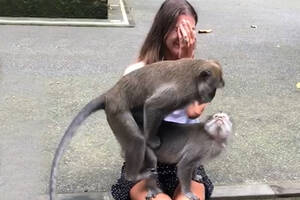 Monkeys Mating With Humans Sex - Monkeys hump on tourist's lap in Bali, Indonesia, monkey forest