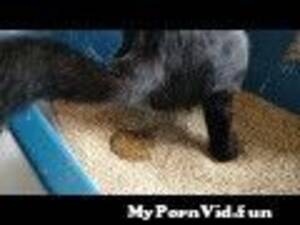 Black Cat Peeing - Black cat peeing long time from lucy cat pissing Watch Video - MyPornVid.fun