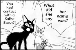 Cat Sailor Moon Porn - In fact all the other Scouts' talking cats look rather worried too. I'm  thinking they are concerned about Bunny getting an STD.