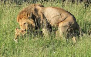 Lion Porno - Silent Sunday â€“ Lion Porn â€“ Salsaworldtraveler'sblog