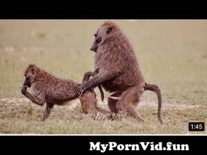 Baboon Sex - baboon love from www forest porn sex video wedding night xx Watch Video -  MyPornVid.fun