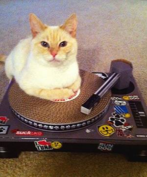 Cat And Mouse Girls Porn - Amazon.com : SUCK UK Cat Scratching DJ Deck : Scratching Posts : Pet  Supplies