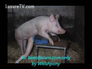 Boars And Women Porn - Boar Fucks Woman 2