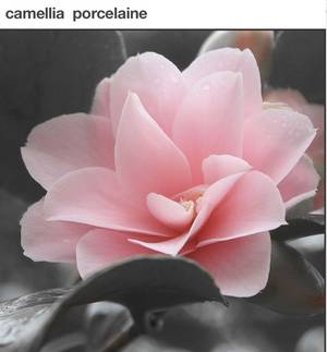 Jap Flower Porn - Camellia japonica (the Japanese camellia) is one of the best known species  ofâ€¦
