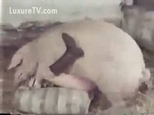 chubby white girl fucked pig - Woman fucked by a big pig - LuxureTV