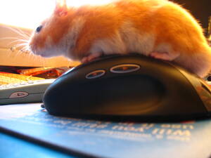 Hamster - hamster porn | hamster and a mouse ?????????hummmmm | Nishma | Flickr
