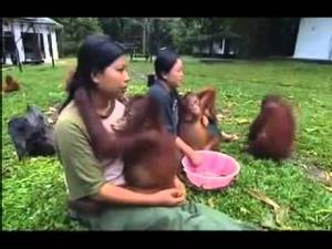 Bestiality Slave Porn - SHOCKING CRUELTY: Orangutan Prostitutes in Borneo