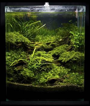 Hardscape Porn - Them ridges are damn sexy.