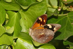 lady lepidoptera - Mrs Brown - HWW | Common Brown (Heteronympha merope) female â€¦ | Flickr