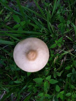 Mushroom - Nipple mushroom!