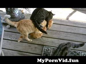 Cat Porn Video - Cat porn cat in heat breading was not going to well . from cat porn Watch  Video - MyPornVid.fun