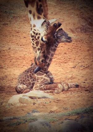 Giraffe Hot Kinky Porn - Simon Dower, Zoos SA. \