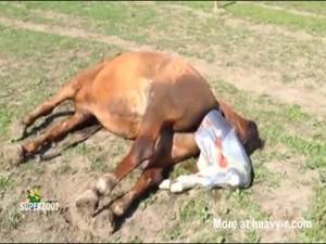 Man Giving Birth Porn Anime - Horse Giving Birth