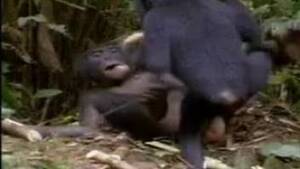 Monkey Sex - monkey Animal Porn