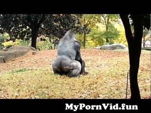 Gorilla Porn - Gorillas bumpin' from gorilla women porno videos Watch Video - MyPornVid.fun