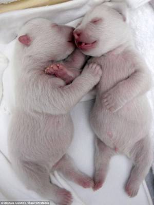 I Mean Actual Bears Bear Porn - Newborn polar bear twins