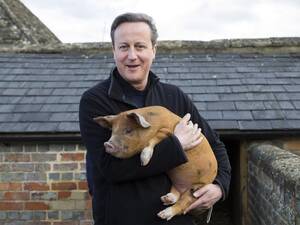 asian pig sex - Is it illegal to have sex with a dead pig? Here's what the law says about  the allegations surrounding David Cameron's biography | The Independent |  The Independent