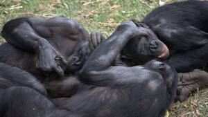 Monkey Sex - Bonobos Have Lots of Sex, Are Awesome, May Hold Key to Our Past - Pacific  Standard