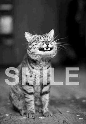 Cat Smile Porn - i-justreally-like-cats-okay:SMILE CAT! Porn Photo Pics
