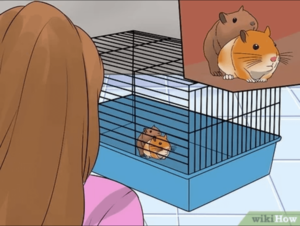 Hammster Porn - How to make sure your Hamster porn site is a success : r/disneyvacation