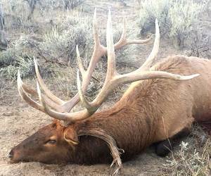Elk Hunting Porn - Idaho 2013 Big Bull Down!