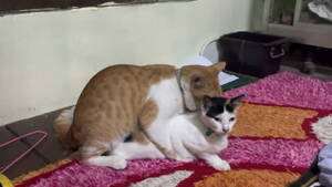 Cats Sex Porn - 420+ Mating Domestic Cats Stock Videos and Royalty-Free Footage - iStock