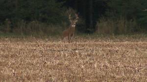 Doe Deer Porn - Deer Hunt 2017: A closer look at opening weekend harvest